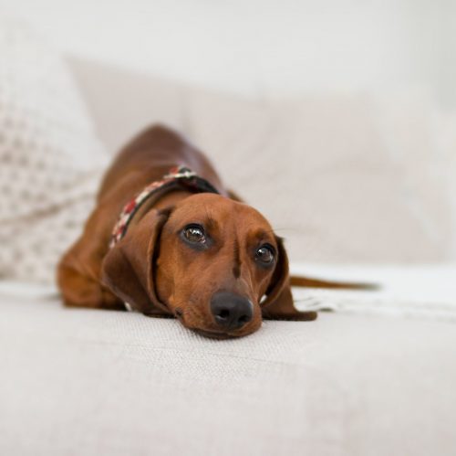 doxie5 doxie5
